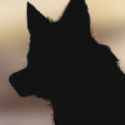 Site informatif sur les carnivores sauvages. #biodiversite #ecologie #conservation #loup #ours #lynx #rapace