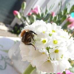 WatlingtonBloom's profile picture. Watlington in Bloom aims to bring the community together to enjoy and improve the local environment in a sustainable manner.