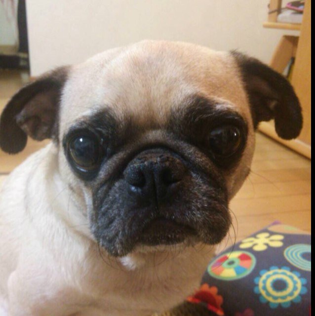 かわいいパグの画像 Pugpug0919 Twitter かわいいパグの画像 Pugpug0919 Twitter