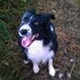 BuddytheBorderCollie (@buddytheborderc) Twitter profile photo BuddytheBorderCollie (@buddytheborderc) Twitter profile photo