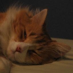 cat magnet, art toy collector, information junkie, 親日