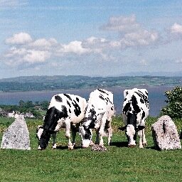 Pedigree Holstein Herd, North West England.