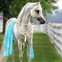 Mohammad Alazmi (@mbinsalma) 's Twitter Profile Photo