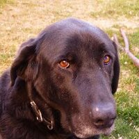 Luke (@mostawesomedog) 's Twitter Profile
