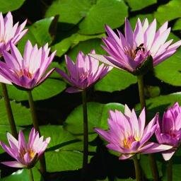 sirena69's profile picture. enamoradiza,juguetona y sencible...amiga de amigas y enemigas de enemigas