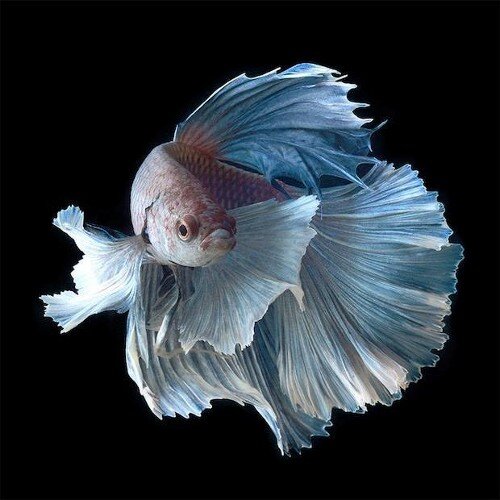 This account is made for you to learn about Bettas! And how to keep one Happy. Any Questions PLEASE ASK. I'll be glad to help you!! bettafishdency@gmail.com