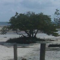 Anne Kuras, Ed.D. (@annekurasedd) 's Twitter Profile