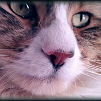 Uffi The Cat(@Uffithecat) 's Twitter Profile Photo