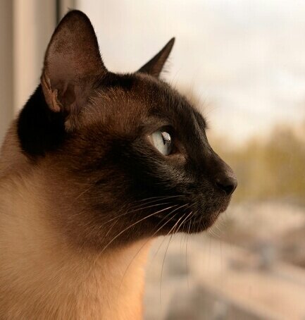 Gatita Luna, sensible y agradable, siamesa, glotona y todas las cualidades de un gato...