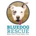 Blue Dog Rescue (@bluedogrescue) Twitter profile photo