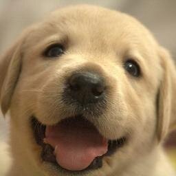 犬の豆知識 犬好きさんに毎日5つお届け Dogmamechisiki Twitter 犬の豆知識 犬好きさんに毎日5つお届け Dogmamechisiki Twitter