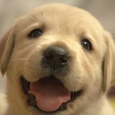 犬の豆知識 犬好きさんに毎日5つお届け على تويتر フランダースの犬のパトラッシュの犬種は諸説あるがブービエ デ フランダース だというのが有力 セントバーナードではない