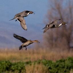 business owner, consulting, management practices, human resources, marketing and sales strategy - duck hunter extraordinaire