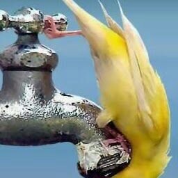 alharbi113297's profile picture. 