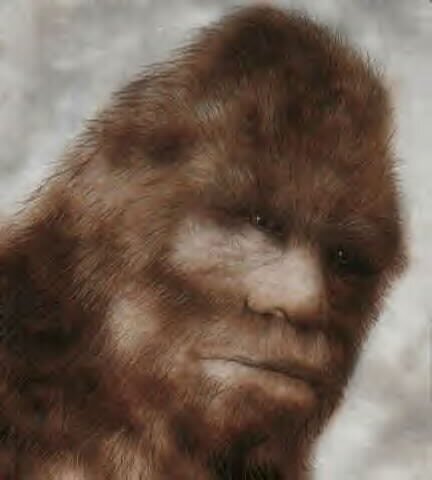 Searching for squatches in the 219. DM us for sighting info!