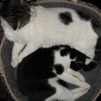 Meurig Davies (@crustycobs) 's Twitter Profile