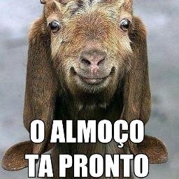 Crio coelhos brancos