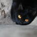Gato Negro (@gatonegro204) Twitter profile photo Gato Negro (@gatonegro204) Twitter profile photo