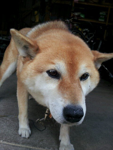 モッフモッフ