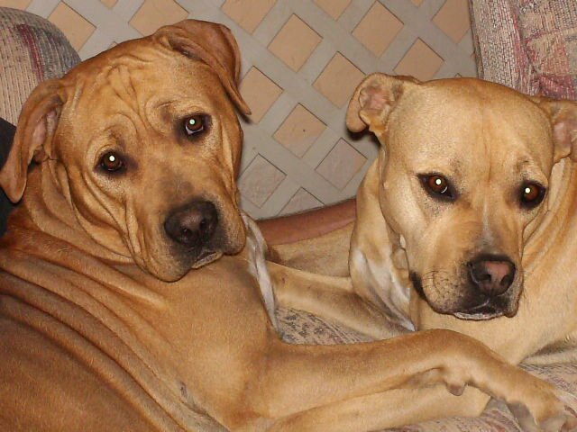 Animals, Music, Art, Earth, Family & My pack of Pitties.... What else does one need