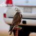سلطان (@188sultan) Twitter profile photo