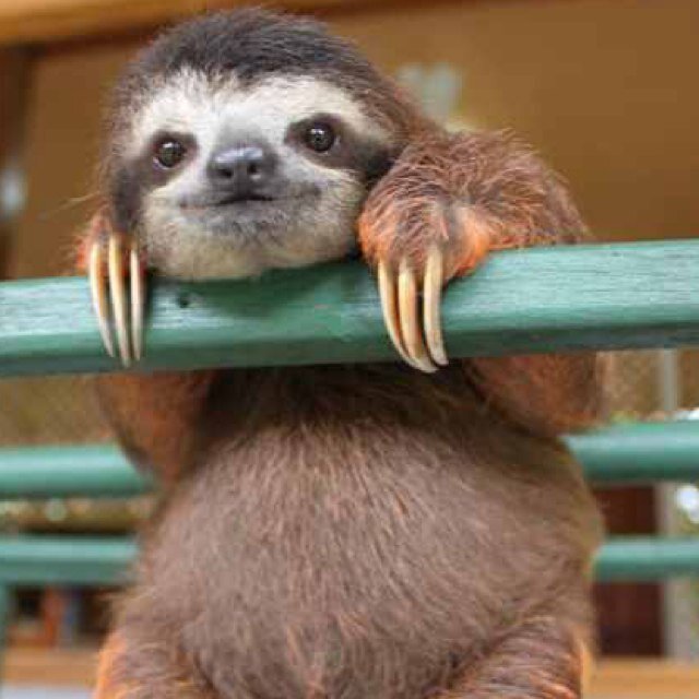 just another sloth
