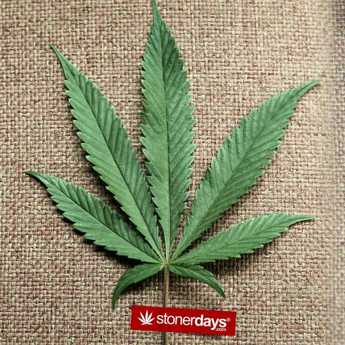 Everyday thoughts from the mind of a stonner...Enjoy, learn, be enlightened, ask questions. #smoke #maryj