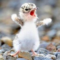 激おこぷんぷん丸 の評価や評判 感想など みんなの反応を1日ごとにまとめて紹介 ついラン