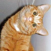 Binxie (@_binxie) 's Twitter Profile