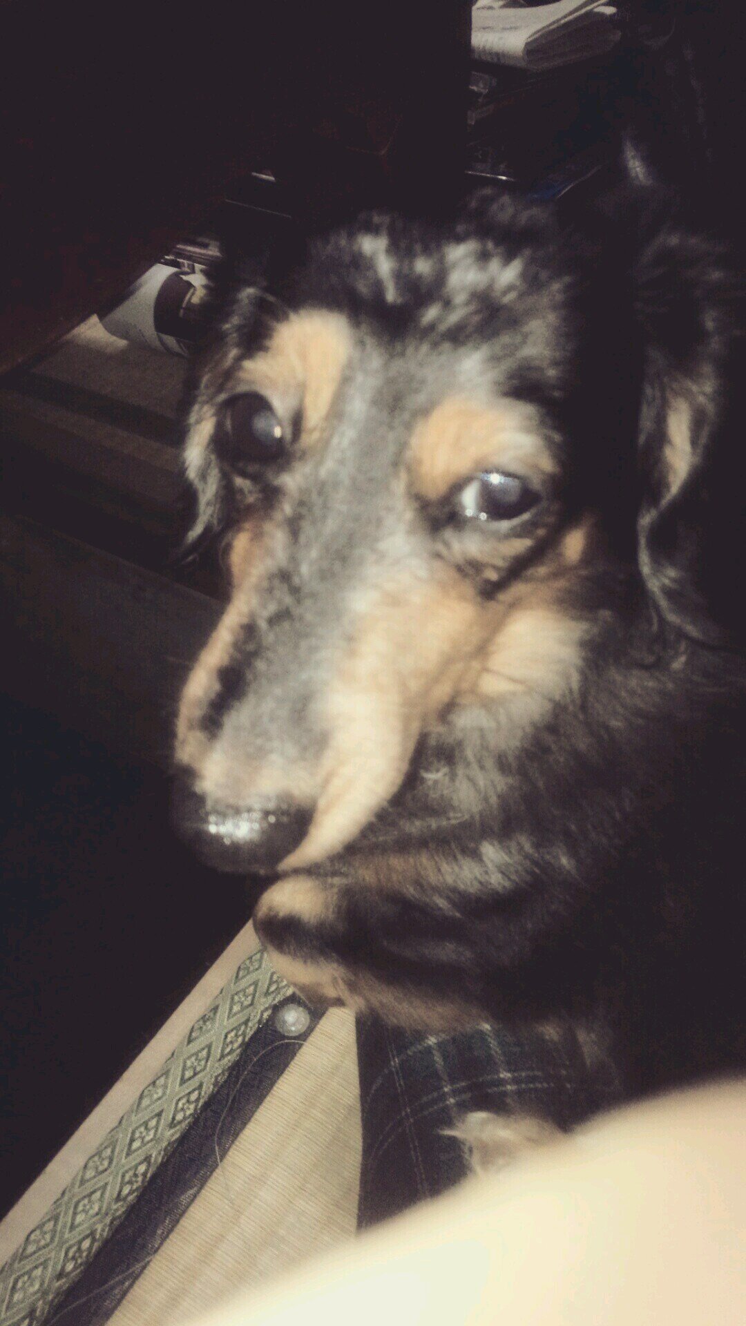 犬  猫    英語  色々と好奇心ありかも！