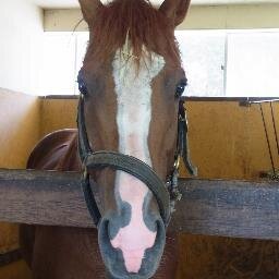 馬をはじめ動物全般大好きです。牧場見学や競馬場での画像を中心にツイートしています。
マイネルソノリティ＆コスモベル🔔＆ウインサクヤヒメ🌸
地方馬主・繁殖牝馬所有・一口　　　 　　 　　　 　

※画像使用・保存の際は、事前にご連絡下さい。

愛猫ブログ開設いたしました🐱