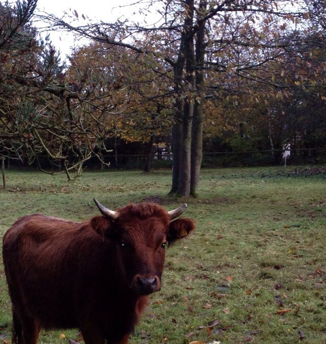 Knightsgrovepig's profile picture. We are a small family farm specialising in home grown Dexter Beef and home made pork sausages