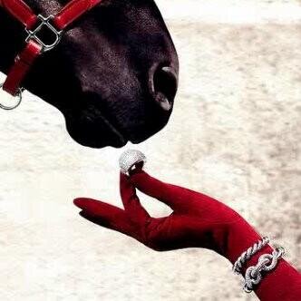 EFQM Assosser 2010,2013 & Horse Rider