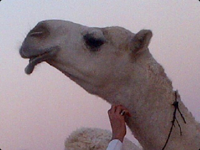 هـــذا آلـحساب يـتم فيـة عـرض الإبل والمبيعـــات والمشترياات .#الوضح #الصفر#المجاهيم#الشعل.                  #الريــــــاض#
