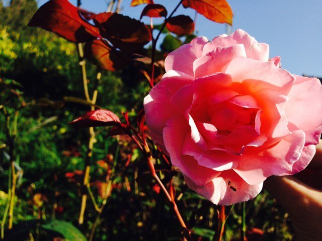 2006/11-2025/05/06-2026/春