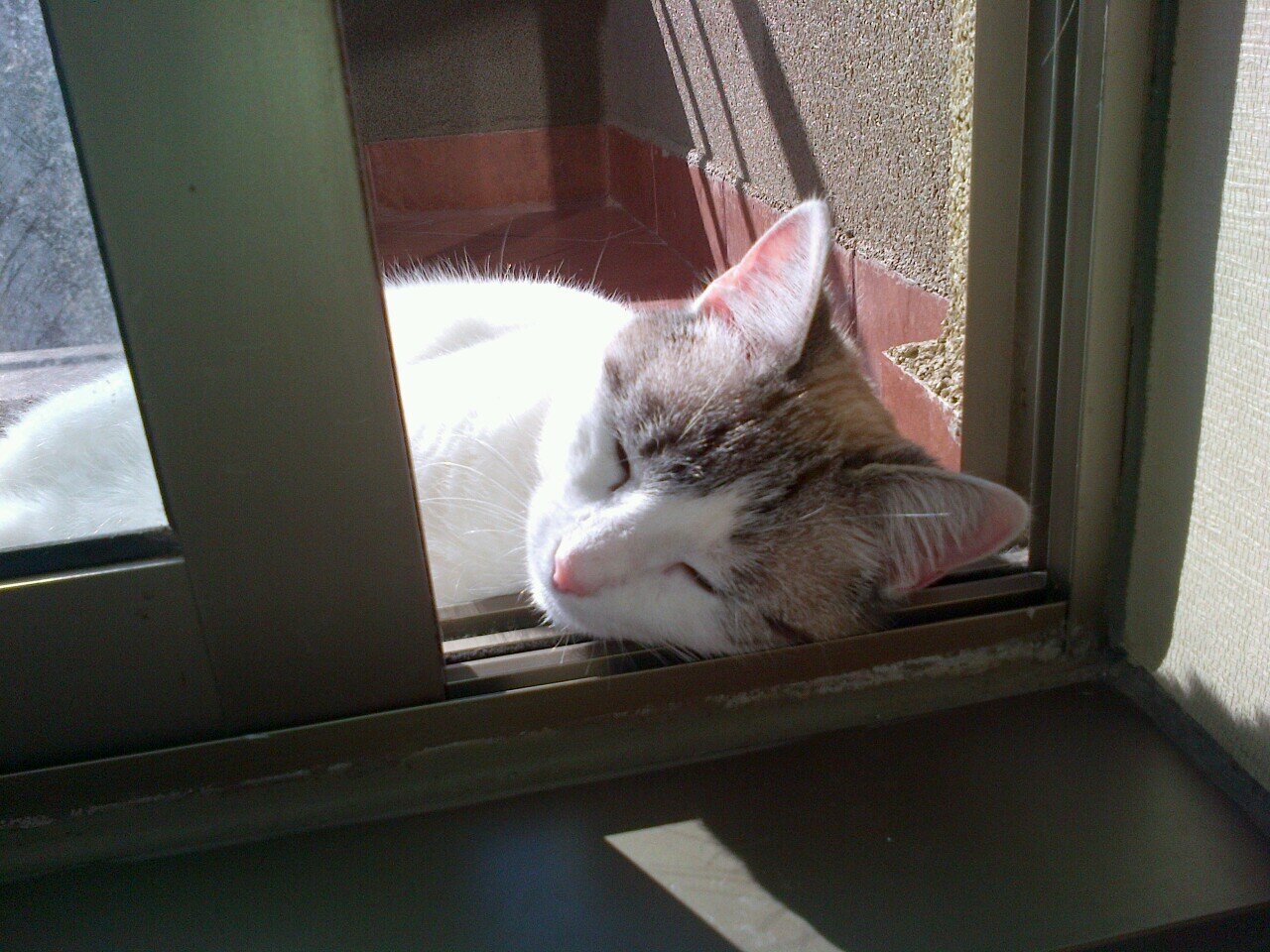 La naturaleza , los animales...son mi alegría...doy todo por ello...mucho amor y respeto...y ayudaré siempre...