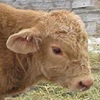 Pig_Dog_Banny's profile picture. 