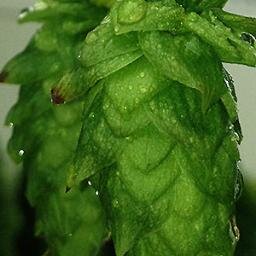 Organic Hops on the Hudson | Member of Northeast Hop Alliance  Contact hops@hudsonvalleyhoppery.com with inquiries