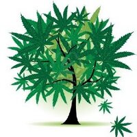 Sheer Cannabis (@sheercannabis) 's Twitter Profile