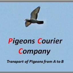 Pigeonscourier's profile picture. 