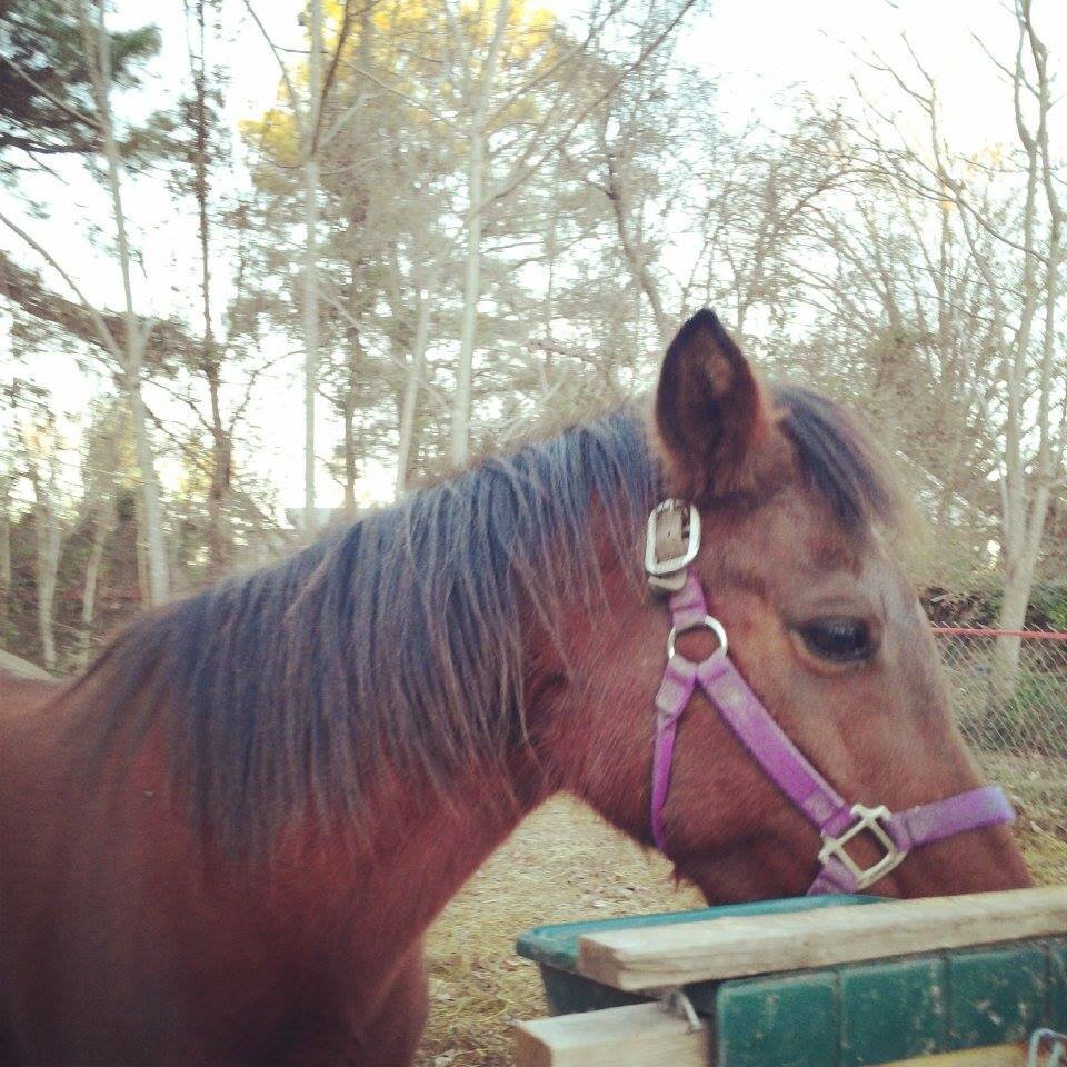 FarmSerendipity's profile picture. 