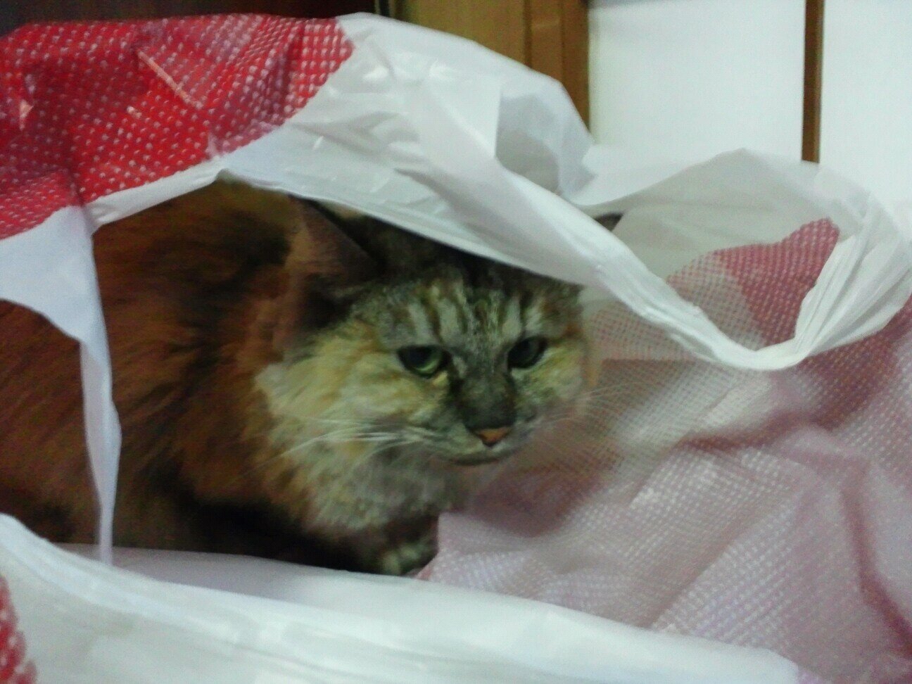 win_win_friend's profile picture. よろしくお願いします、詩奈と申します。
好きなものポケモン、東方、遊戯王、興味があるもの、TRPG、Fate、MTG。
モンハン大好き、愛用武器は操虫棍です。
操虫棍TA：https://t.co/6Foj26ZljV