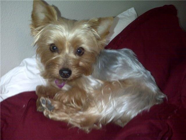 Mommy of 3, Puppy Lover, and Avid Giveaway Enterer!