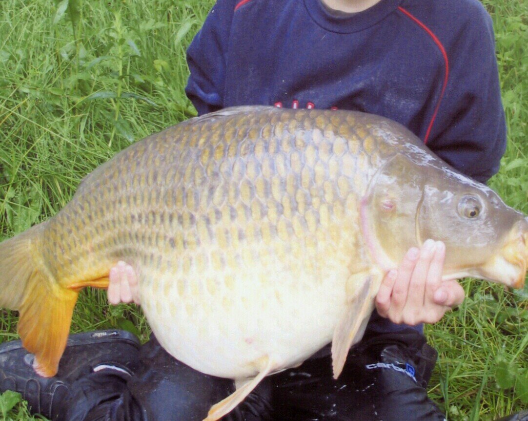 32lb carp.