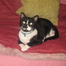 I am a city kitty who enjoys birdies, buggies, and breezes from da open windowz. I was happily rescued from P.A.W.S by a paramedic az baby. i haz 3 sis-furs.