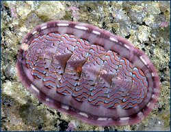 im a fucking chiton......what more is there to say....