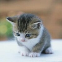 yekta timur (@yektatimur) 's Twitter Profile