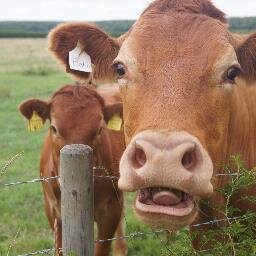 CarolAtkinson50's profile picture. Organic growing at garden and farm scale. British food, permaculture and agroecology, wild food. Eco holiday cottage