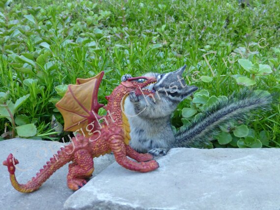 FriendChips: A photographer, a chipmunk, and a bit of magic!