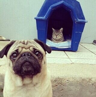 FreeFollows090's profile picture. Hola, no es necesario que me sigas, esta cuenta solo es para que tengas mas seguidores ;)